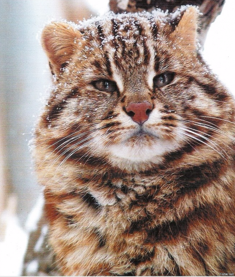 Дальневосточный Амурский Лесной кот