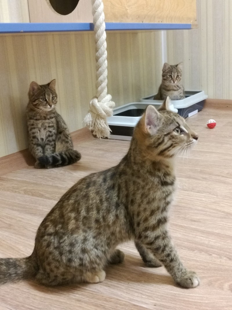 Сибирская кошка Уссури