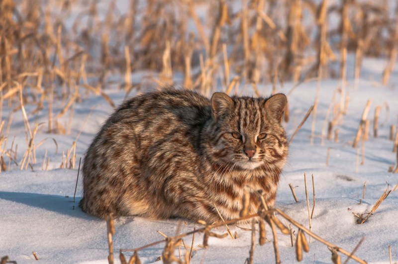 Дальневосточный Амурский Лесной кот
