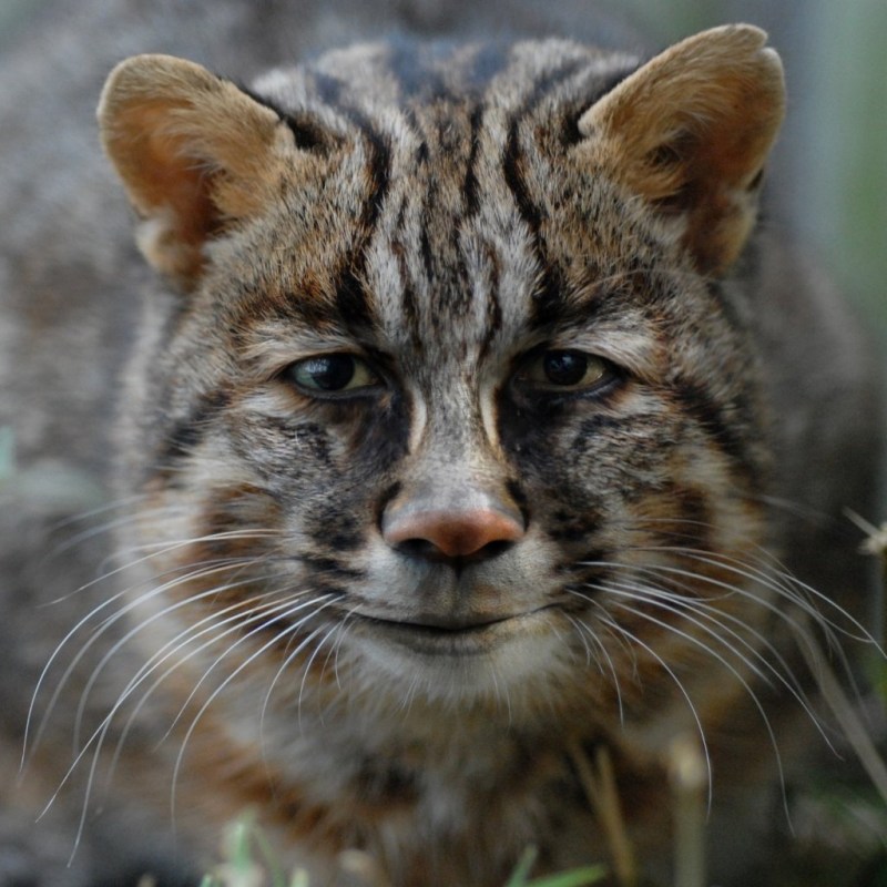Лесной кот Felis Silvestris