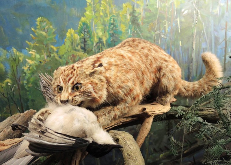 Европейский дикий Лесной кот