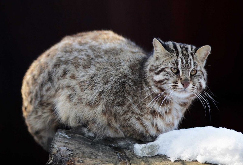 Дальневосточный Амурский Лесной кот