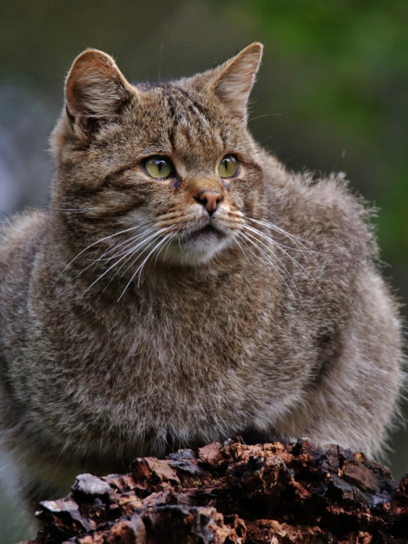 Кошки породы Уссури