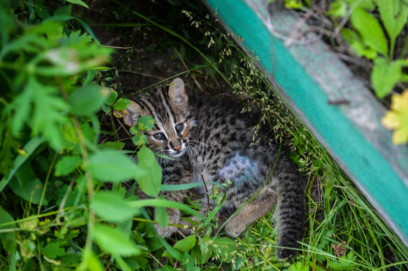 Европейский Лесной кот камышовый