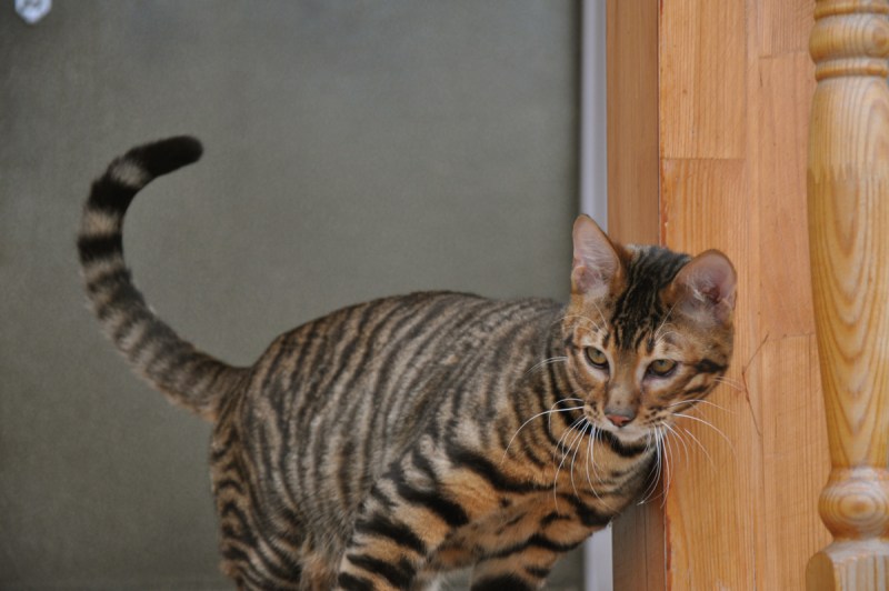 Дальневосточный Лесной кот Юдин