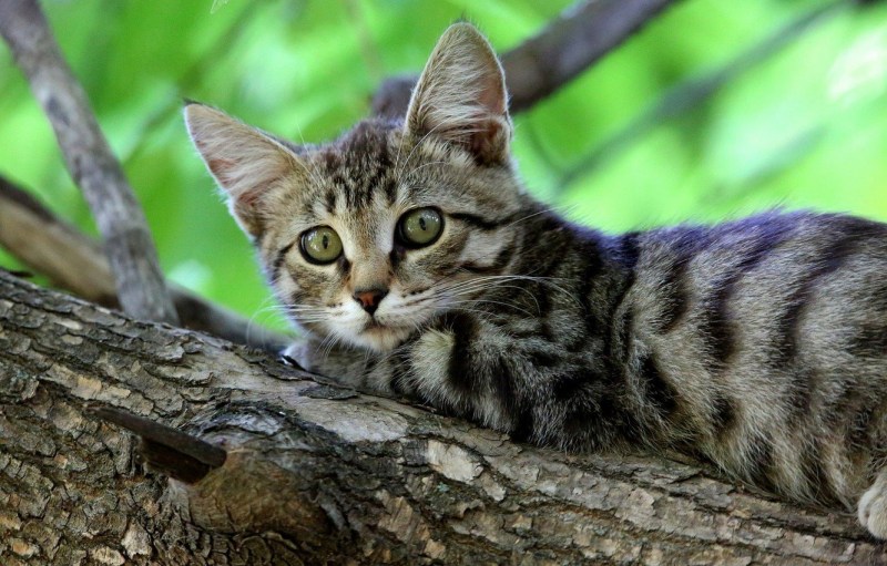 Серая полосатая кошка