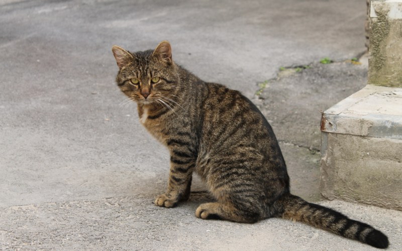 Дворовый кот