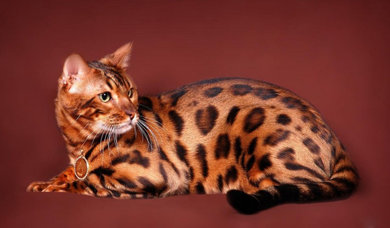 Бенгальская кошка
