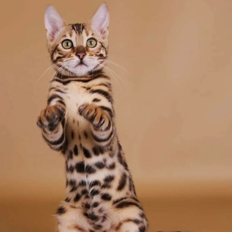 Бенгальская кошка