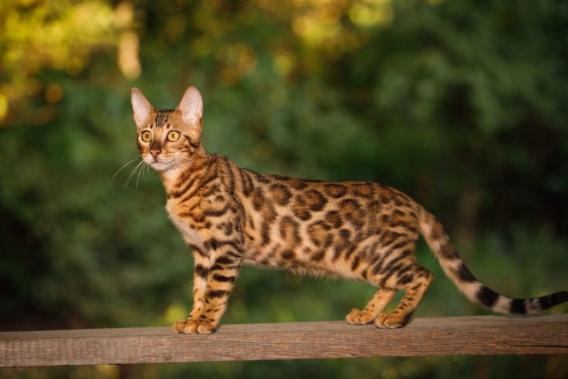 Бенгальская кошка мраморная