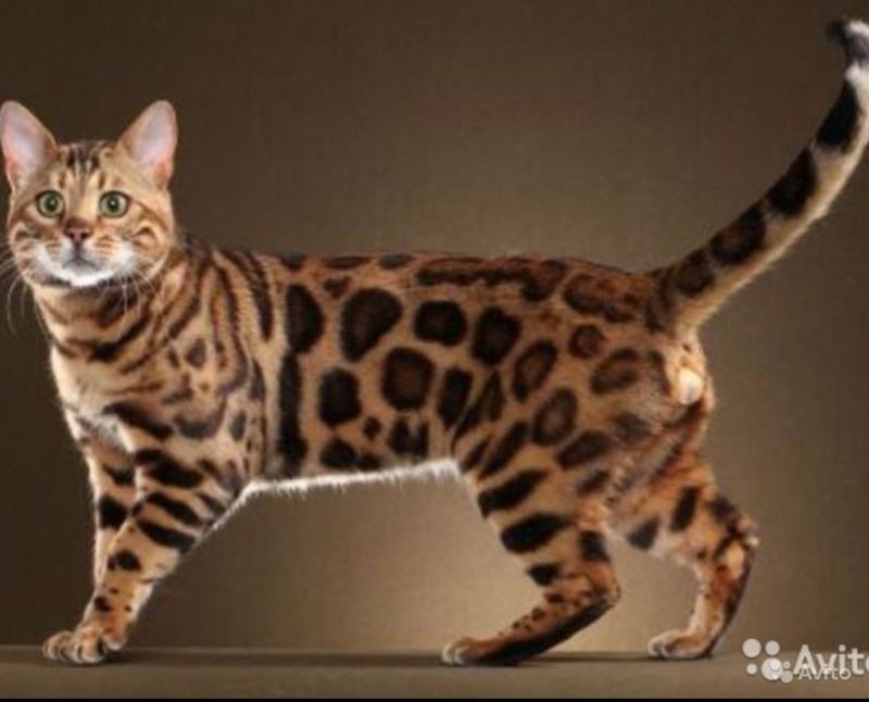Бенгальский кот котенок