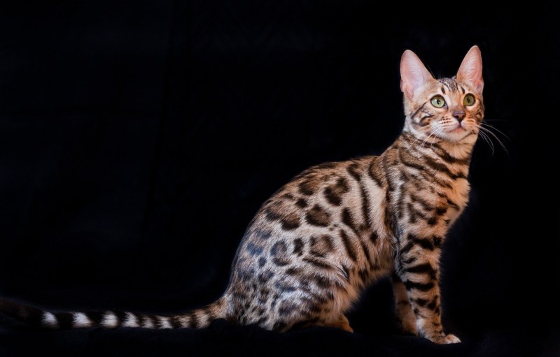 Бенгальский кот