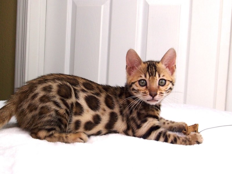 Бенгальский кот