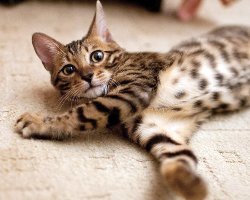 Бенгальский кот