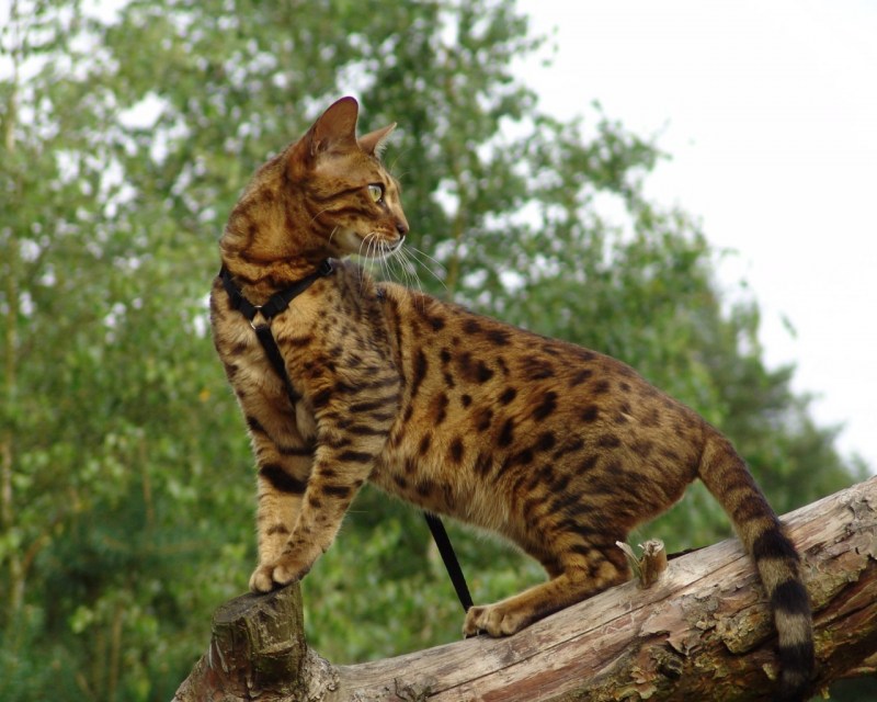 Бенгальский кот