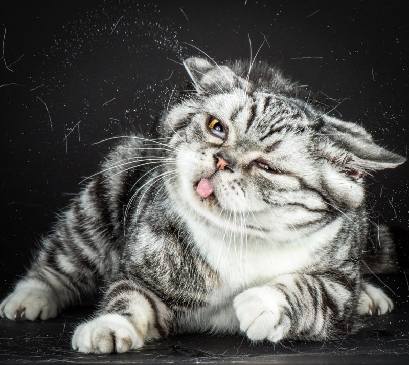 Смешной кот