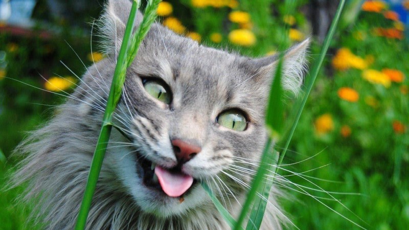 Веселые коты