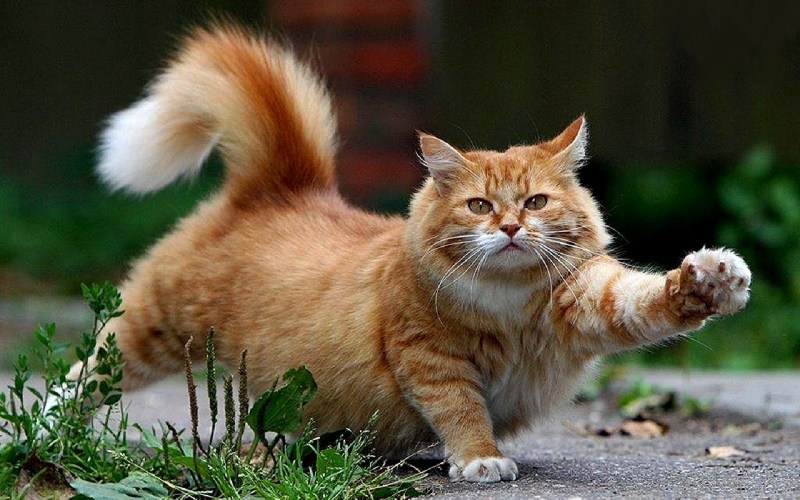 Вальяжная кошка