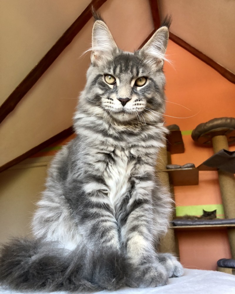 Мейн кун коты взрослые