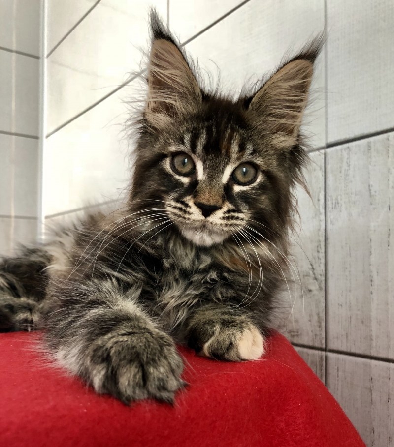 Кошка Мейн кун