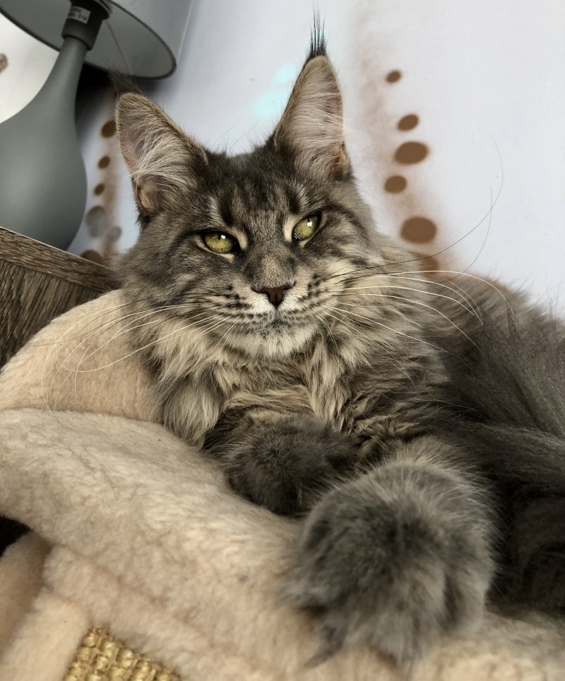 Большая кошка Мейн кун
