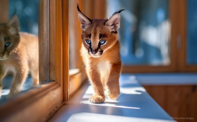 Котята породы каракал
