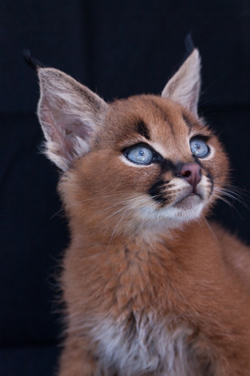 Каракал Lynx