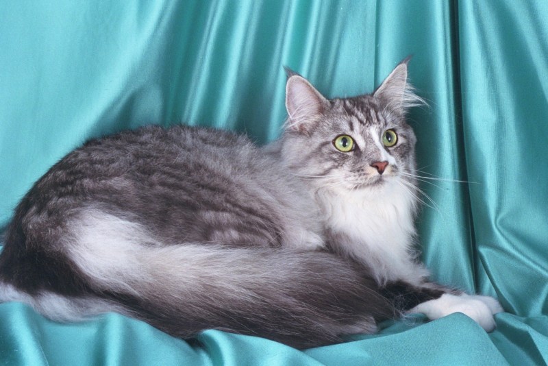Мейнкун кот