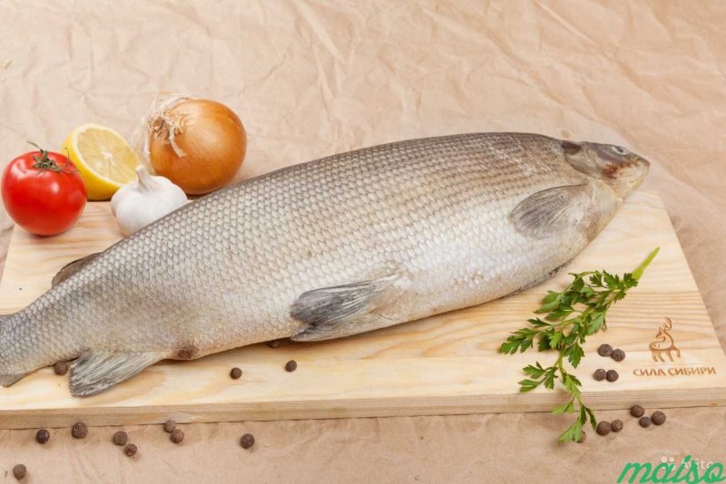 Рыба с севера с белым мясом