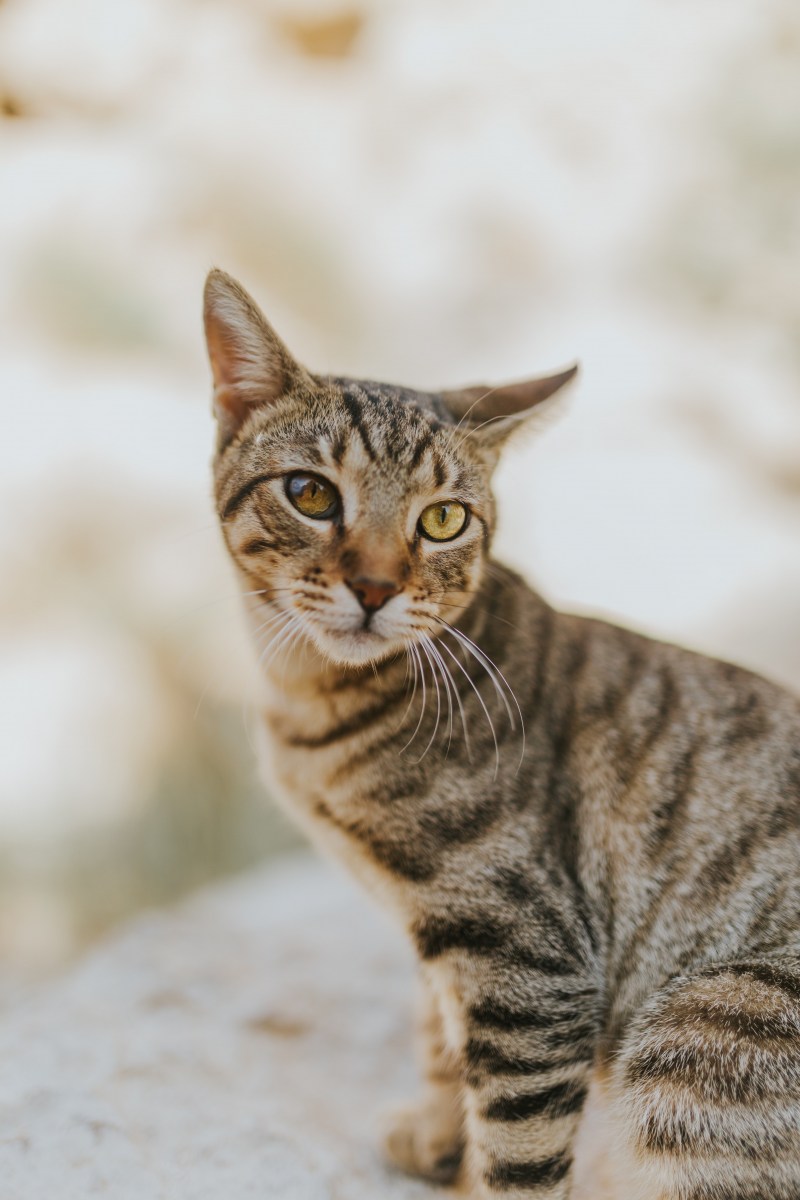 Коричневая кошка пушистая