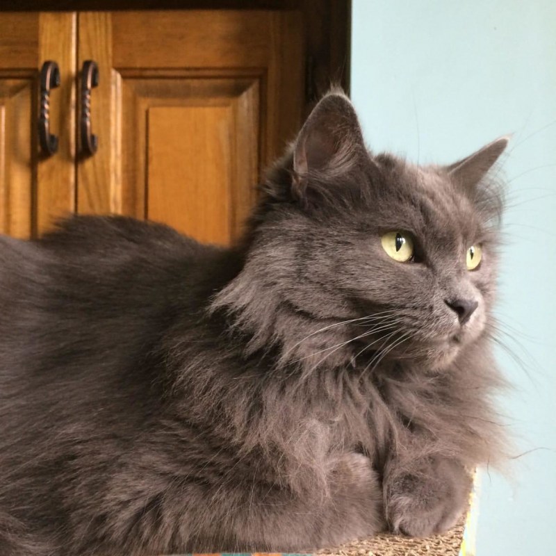 Нибелунг кошка