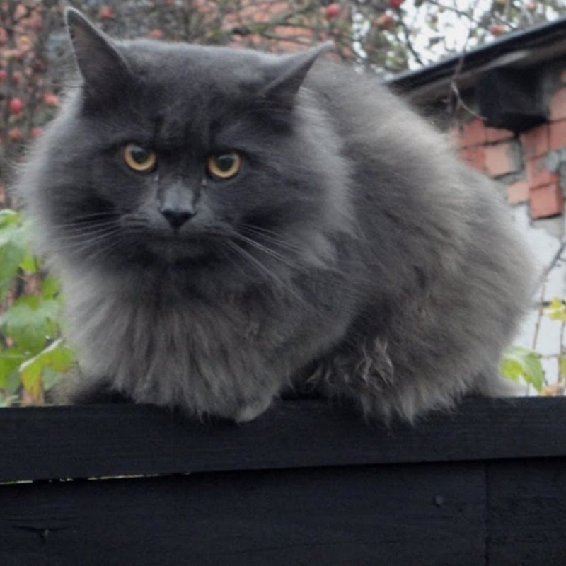 Сибирский кот пепельного окраса
