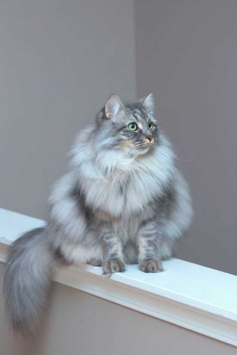 Сибирская длинношерстная кошка