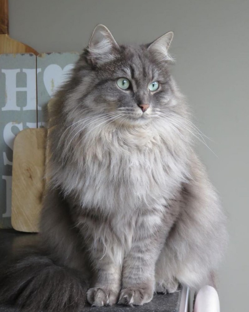 Сибирская сторожевая кошка