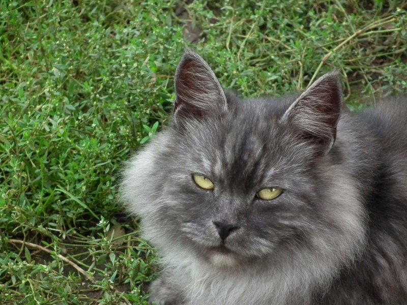 Сибирский кот серый