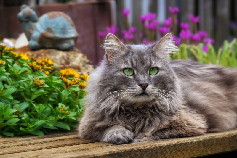 Зеленоглазый Сибирский кот