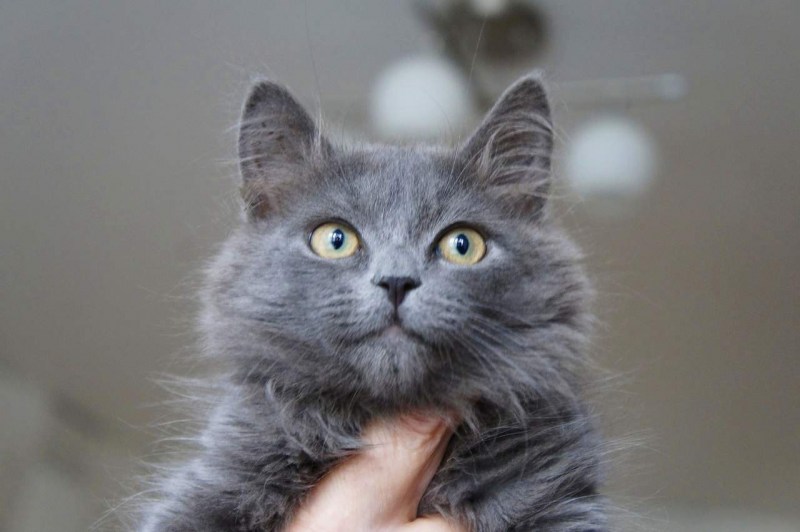 Голубая Сибирская Сибирская кошка