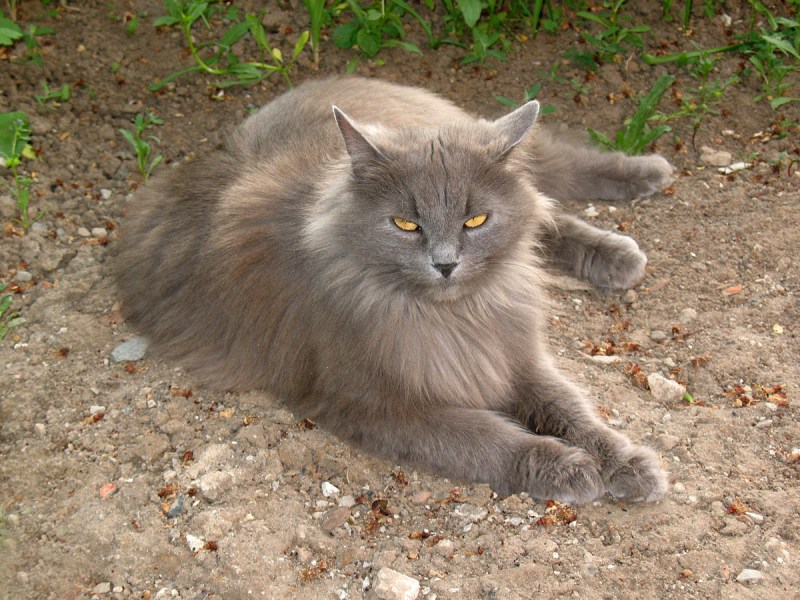 Сибирская кошка пепельная