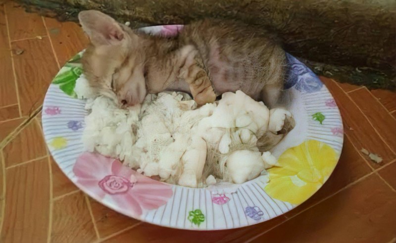Котенок в тарелке с рисом