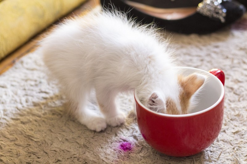Миски для котят