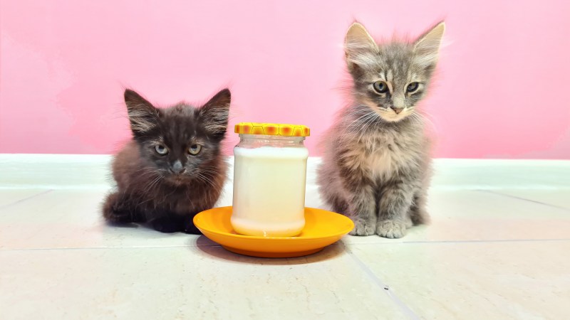 Котята вечером играют