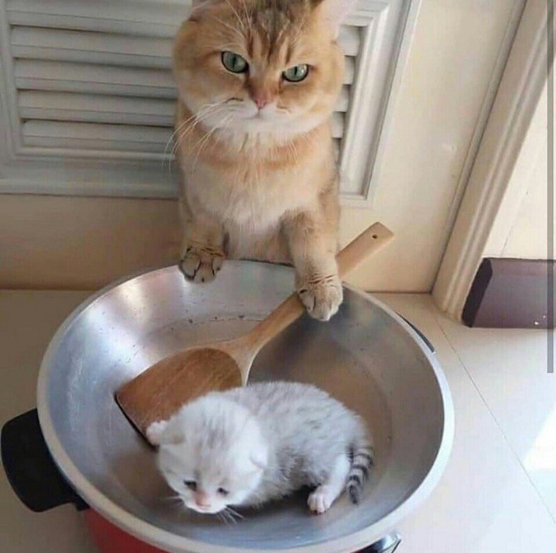 Голодные коты