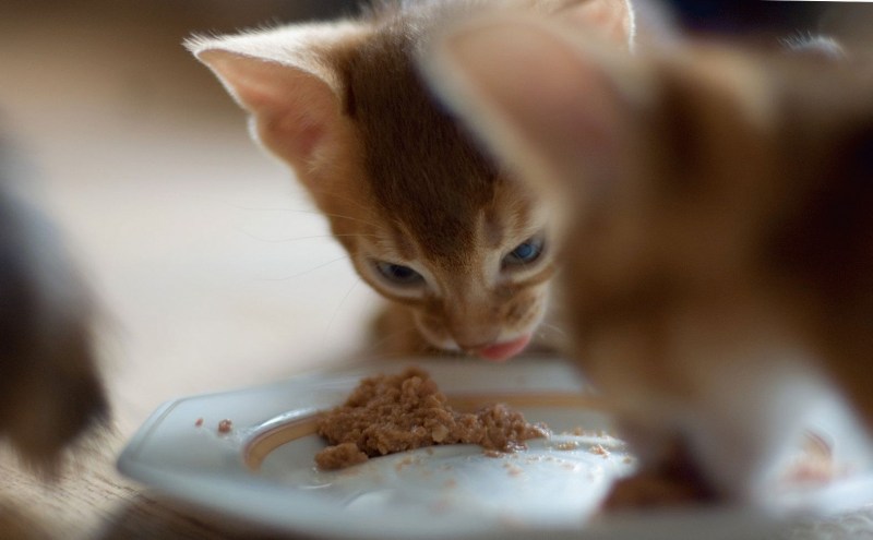 Котенок ест