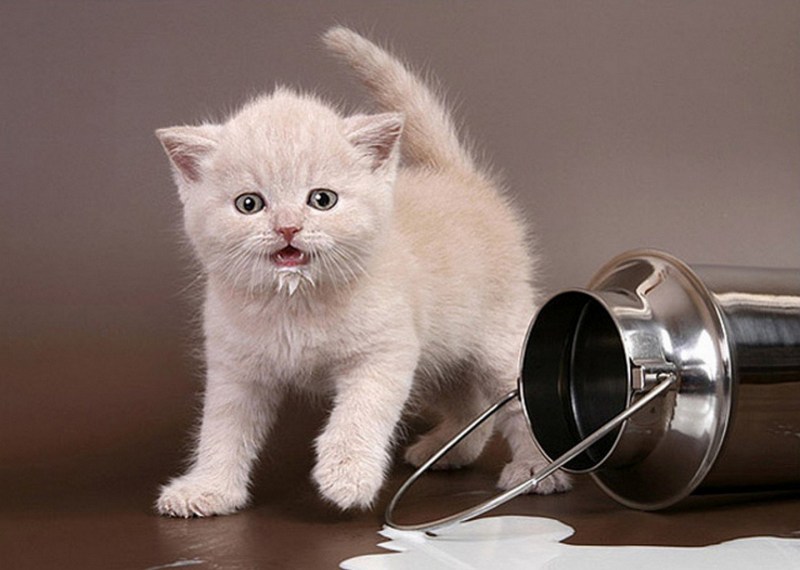 Молоко для котят
