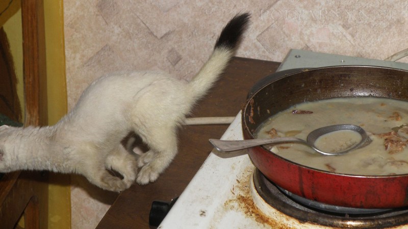 Кот в каше Мем