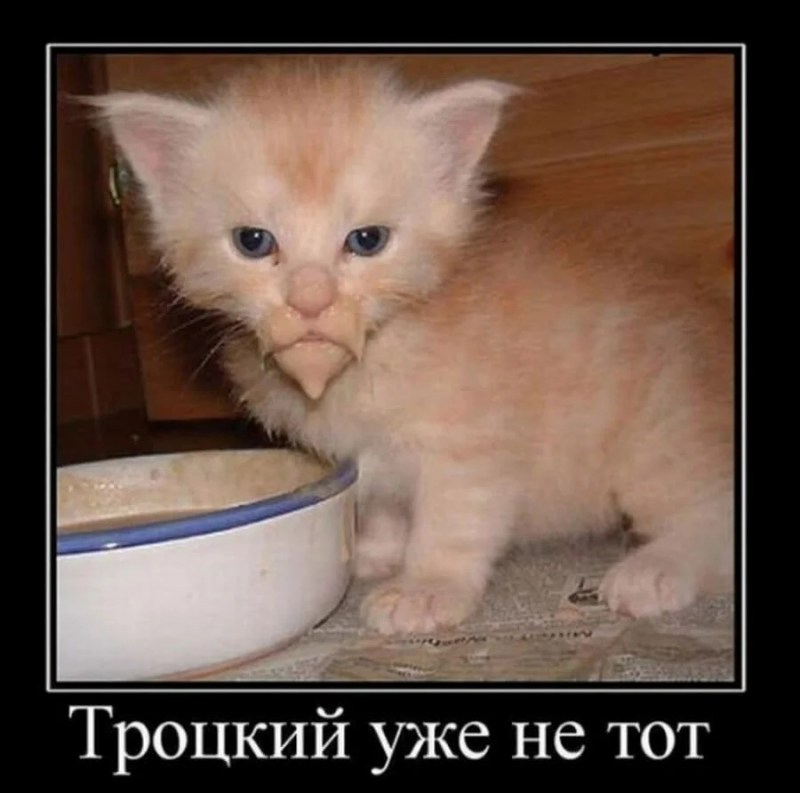 Коты с испачканной мордой