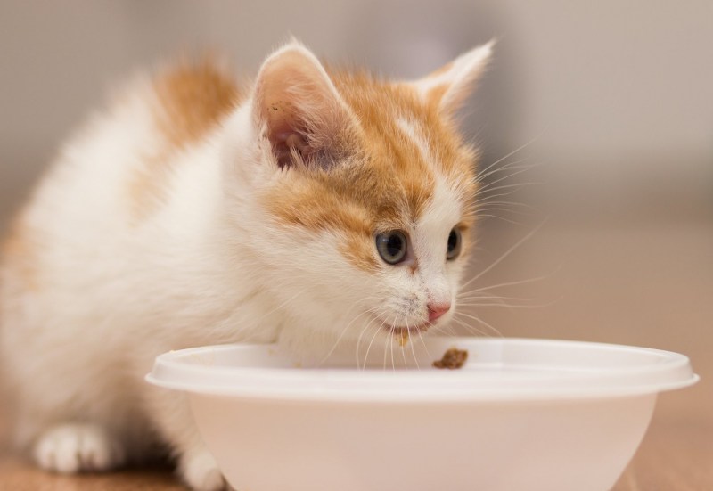 Котик кушает
