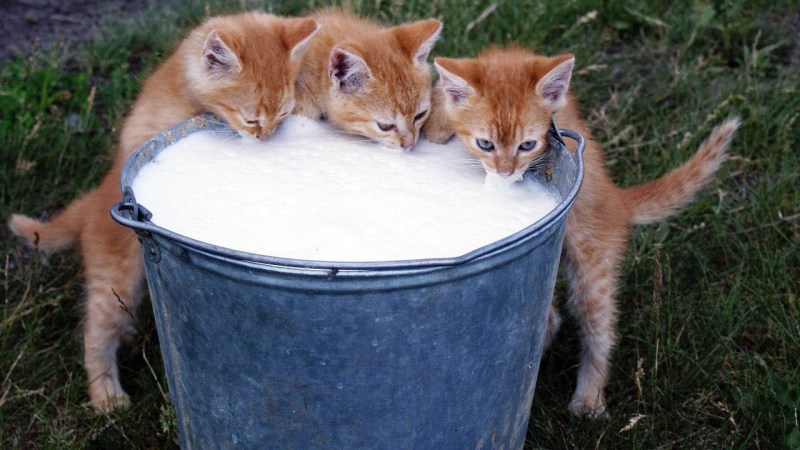Котенок в молоке