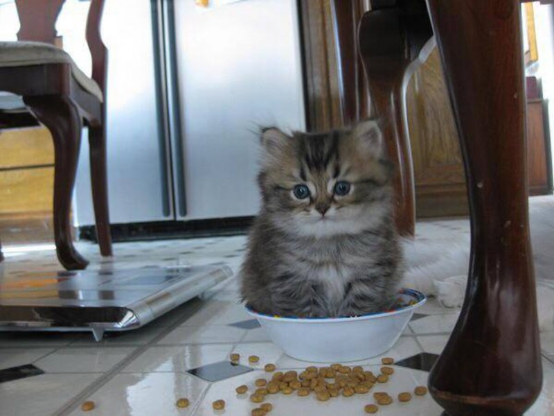 Миска для кота