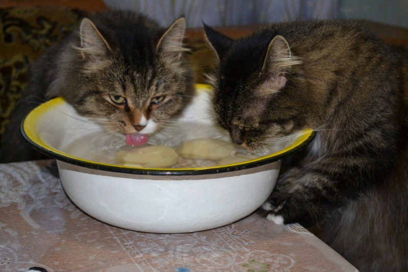 Кот около миски